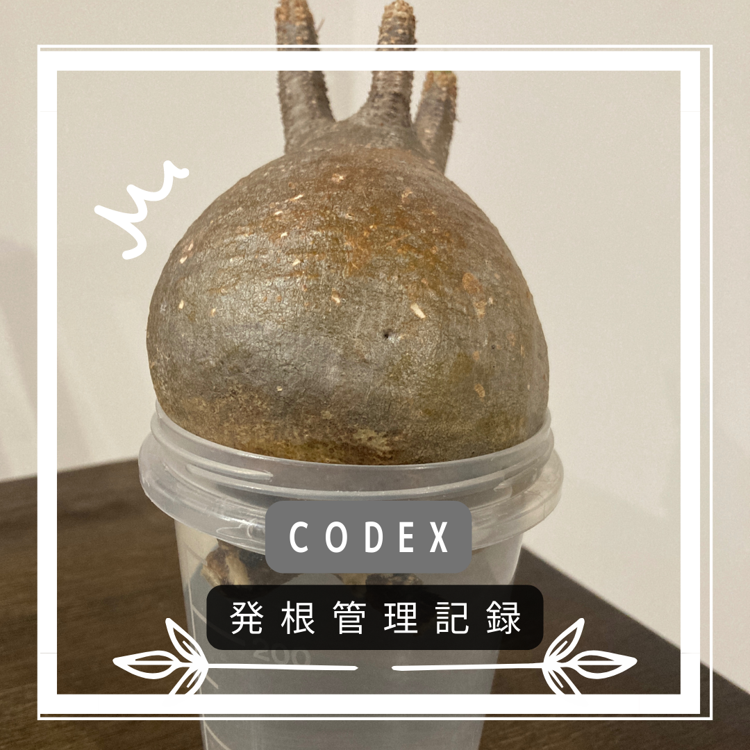 記録 パキポディウムグラキリス 発根管理2 | ぼたらいふ