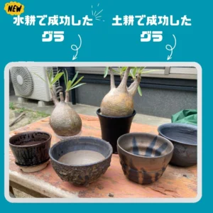 記録】パキポディウムグラキリスの発根管理12（水耕管理から土耕へ⇨水