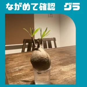 パキポデュウム多頭水耕発根管理中 現地球 記録】パキポディウムグラキリスの発根管理12（水耕管理から土耕へ⇨水