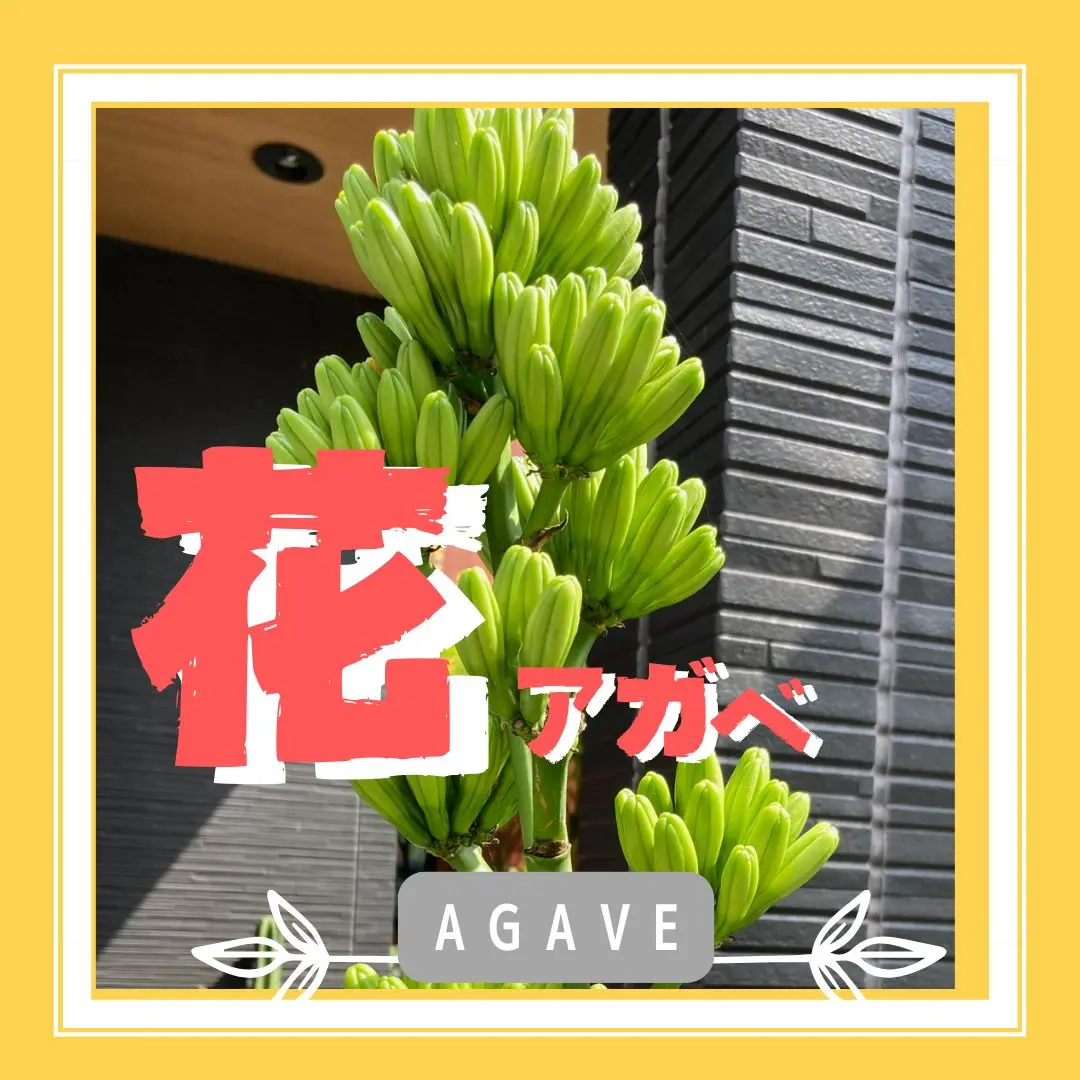 アガベの花咲後〜ベネズエラ〜 | ぼたらいふ