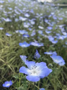 アガベの花咲後〜ベネズエラ〜 | ぼたらいふ