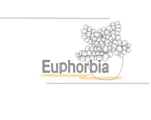 Euphorbia-ユーフォルビア-