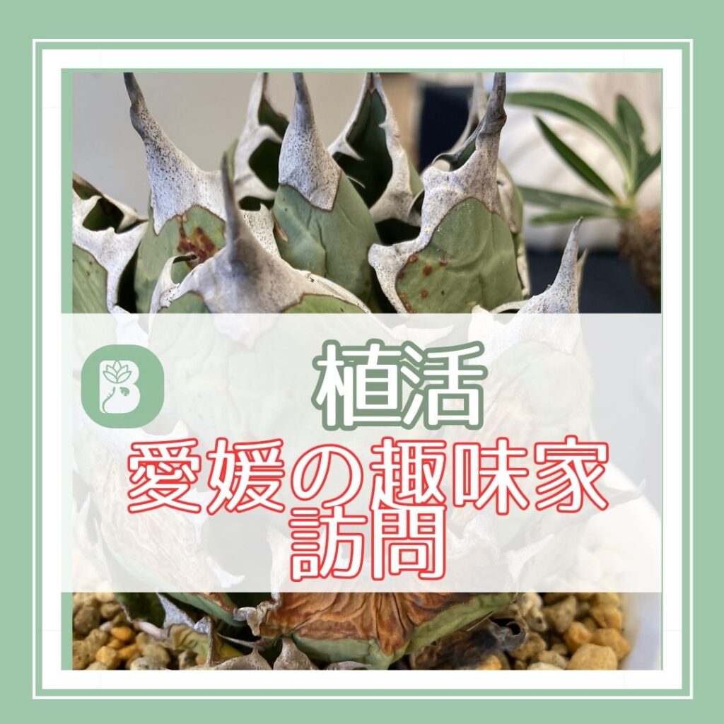 ＃106 最近の植活報告 | ぼたらいふ